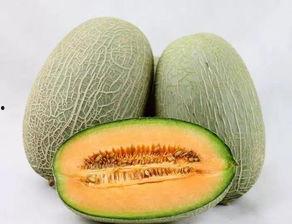 没钱吃哈密瓜,没钱也能尝鲜的甜蜜生活