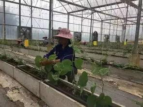 柳州吃瓜网站,揭秘柳州美食圈的那些事儿