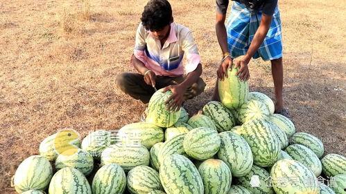 梦见上地摘瓜吃,揭秘上地摘瓜吃的神秘寓意