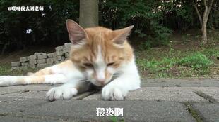 老鼠吃瓜文案,揭秘老鼠吃瓜的奇妙瞬间