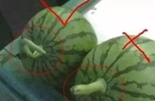 自由吃瓜小组名字,揭秘娱乐圈幕后故事，畅享轻松娱乐时光