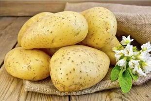 朱荣杰吃瓜土豆,一场美食与娱乐的跨界盛宴