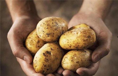 朱荣杰吃瓜土豆,一场美食与娱乐的跨界盛宴