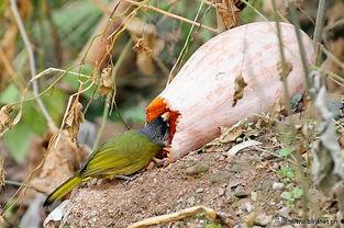 路上的小鸟吃瓜,自然界的和谐共舞
