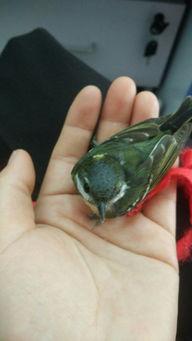 路上的小鸟吃瓜,自然界的和谐共舞