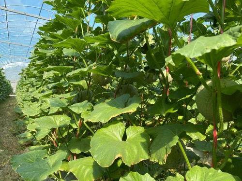 2022年校园吃瓜,那些年我们一起“瓜”过的日子