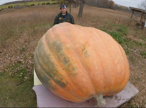 吃瓜吐口水,揭秘网络舆论场的真实面目