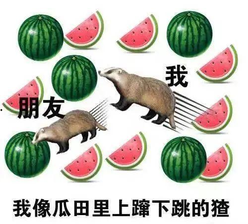 鹅吃瓜怎么吃,揭秘鹅的美食智慧