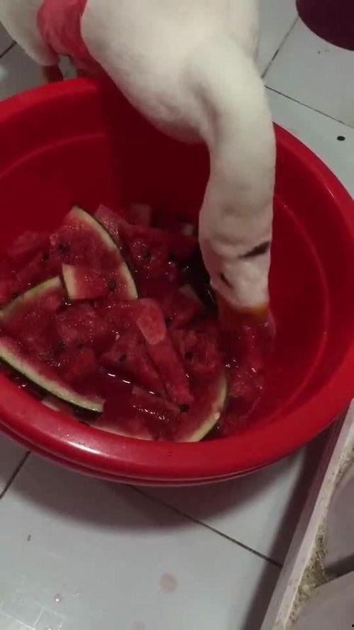 鹅吃瓜怎么吃,揭秘鹅的美食智慧