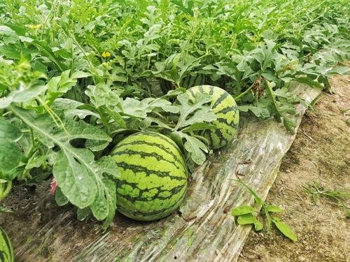 钱塘区吃瓜,美食地图带你畅游瓜果盛宴