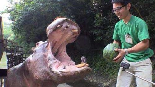 河马吃瓜图片,夏日清凉一幕