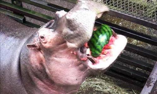 河马吃瓜图片,夏日清凉一幕