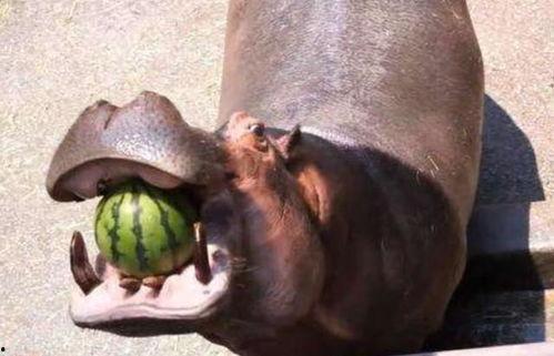 河马吃瓜图片,夏日清凉一幕