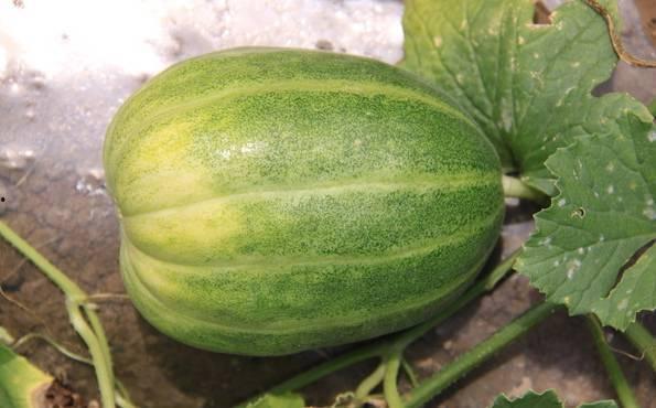 吃瓜唐十八63集,揭秘63集背后的精彩剧情与人物命运