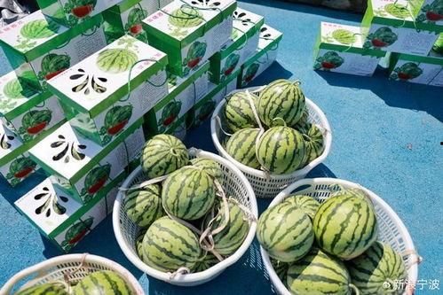 举子猜谜吃瓜,吃瓜群众乐翻天