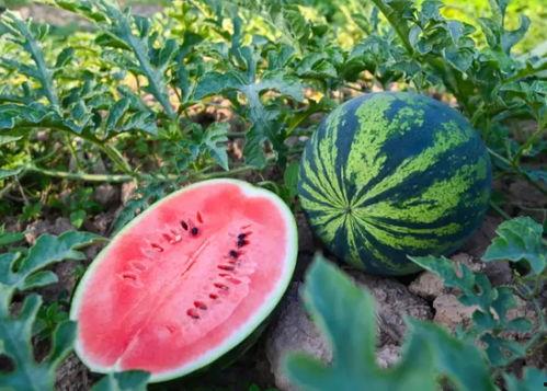 何浩瀚吃瓜,揭秘娱乐圈背后的真相