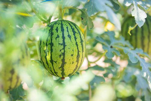 何浩瀚吃瓜,揭秘娱乐圈背后的真相