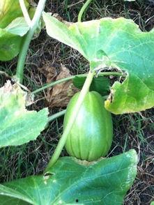 什么论坛可以吃瓜,吃瓜群众的狂欢盛宴