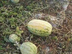 什么论坛可以吃瓜,吃瓜群众的狂欢盛宴