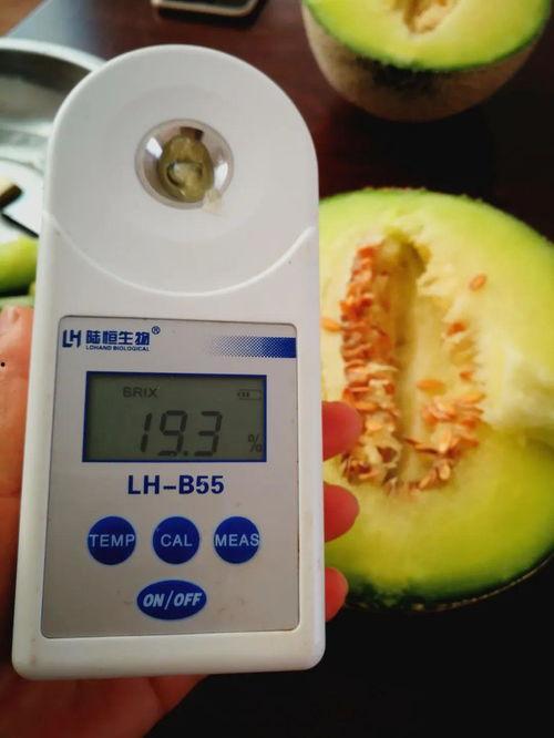 儿童吃网纹瓜,儿童夏日解暑新宠，健康美味两不误