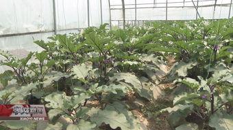 芦瓜可以吃吗,美味与营养并存的绿色佳肴