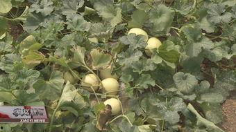 芦瓜可以吃吗,美味与营养并存的绿色佳肴