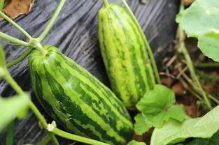 吃瓜视频的意义,网络时代的娱乐风向标