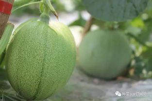 苹果和网纹瓜能一起吃吗,健康搭配，美味共享