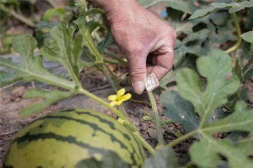 吃黄皮瓜会发胖吗,吃黄皮瓜真的会发胖吗？