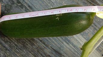 有什么新鲜瓜可以吃,盘点时令瓜果新宠