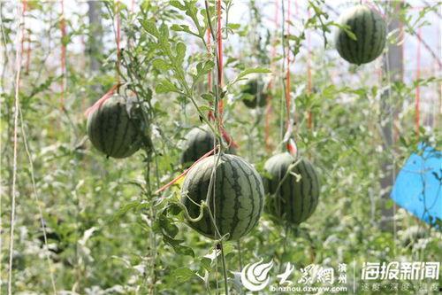 滨州吃瓜事件视频曝光,视频曝光揭示惊人真相