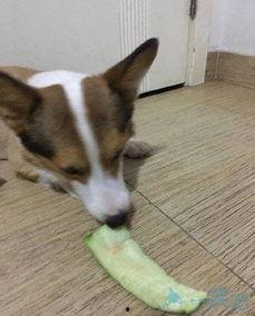 吃瓜的土狗,揭秘娱乐圈背后的真实故事