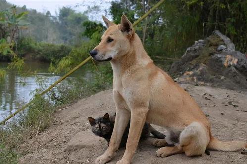 吃瓜的土狗,揭秘娱乐圈背后的真实故事