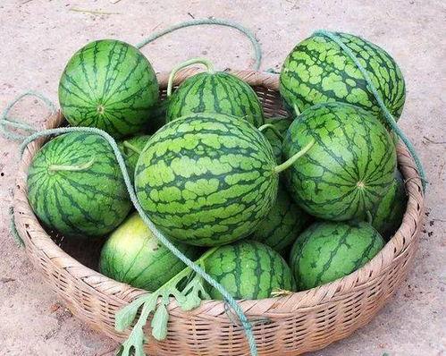 北方人吃瓜南方人吃瓜,瓜果飘香，南北食俗大不同