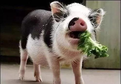 小猪吃瓜 兔子岛,兔子岛奇遇记