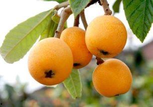 吃瓜网站枇杷,吃瓜网站上的甜蜜诱惑