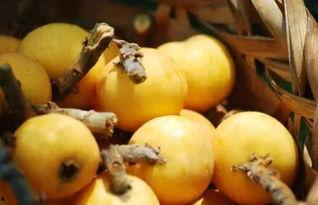 吃瓜网站枇杷,吃瓜网站上的甜蜜诱惑