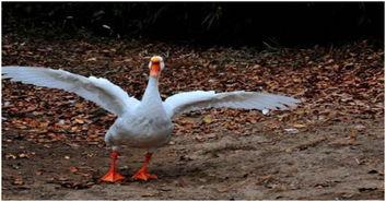 拿鹅吃大瓜,一场别开生面的美食盛宴