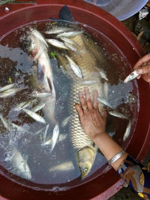 拿鹅吃大瓜,一场别开生面的美食盛宴