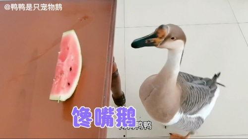 拿鹅吃大瓜,一场别开生面的美食盛宴