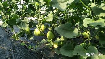 爱心拥抱吃瓜,共享甜蜜吃瓜时光