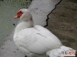 吃瓜鹅鹅,揭秘娱乐圈背后的那些事儿