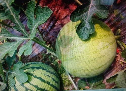 信子吃瓜,揭秘娱乐圈背后的那些事儿