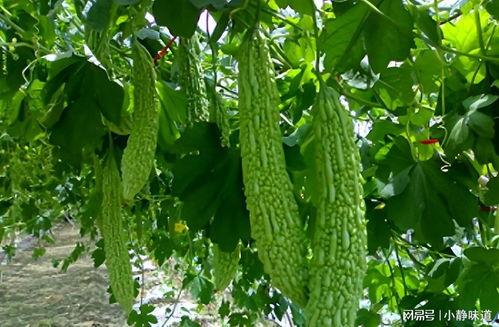 苦瓜一瓜三吃