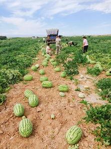 吃瓜群众阿克苏,吃瓜群众的趣味生活与独特视角
