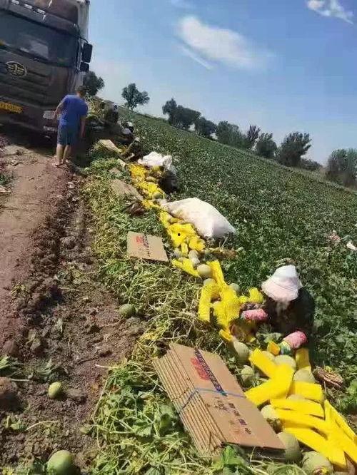 吃瓜群众阿克苏,吃瓜群众的趣味生活与独特视角