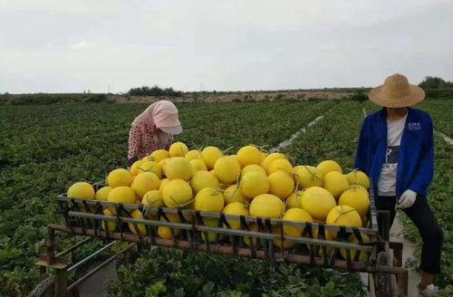 月底瓜可以吃吗