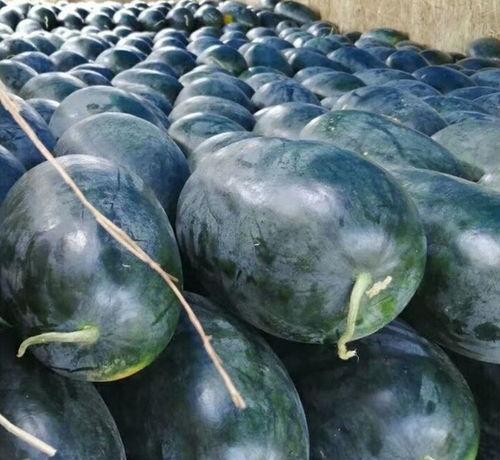 月底瓜可以吃吗