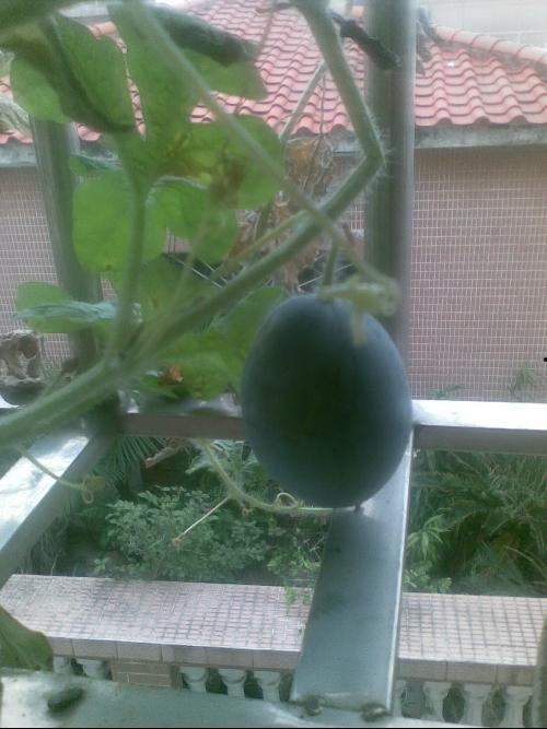 梦见坐在阳台吃瓜