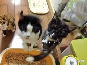 吃瓜围观猫打架,吃瓜围观猫打架，一探究竟